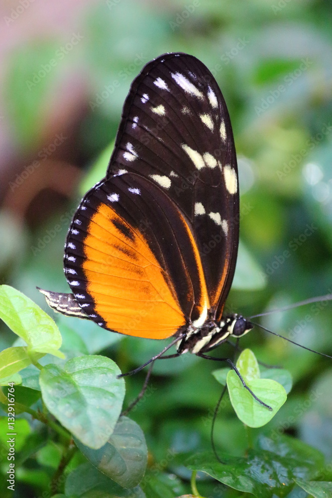 orange-schwarzer Schmetterling mit weißen Punkten Stock Photo | Adobe Stock
