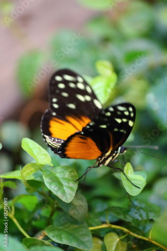 orange-schwarzer Schmetterling mit weißen Punkten
