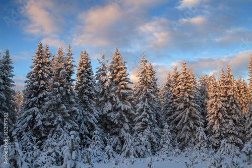 winter coniferous forest covered with snow in evening © smolskyevgeny