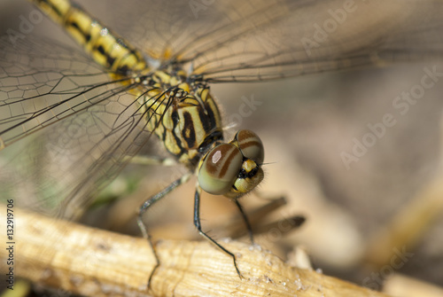 Dragonfly, close up, Namibia © Stefan Scharf