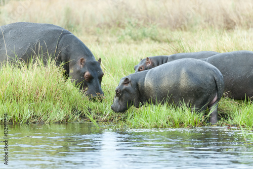 common hippopotamus (Hippopotamus amphibius), or hippo, Botswana
