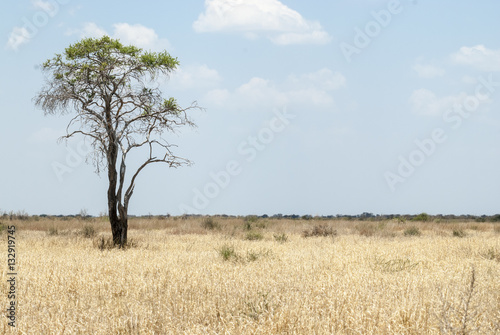 Single tree standing in the dry veld, Namibia