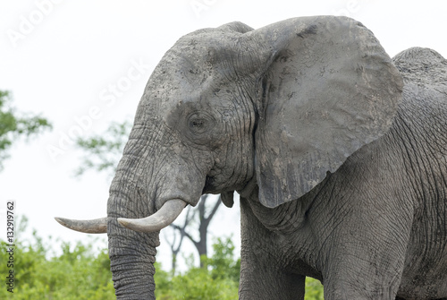 Afrikanischer Elefant  African bush elephant Loxodonta africana 