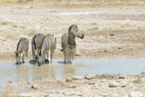 Steppenzebras (Equus quagga) am Wasserloch, Etosha Nationalpark, Namibia