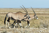 Oryxantilopen im Etosha-Nationalpark, Namibia