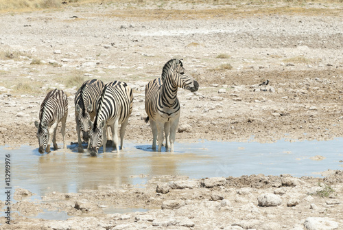 Steppenzebras  Equus quagga  am Wasserloch  Etosha Nationalpark  Namibia