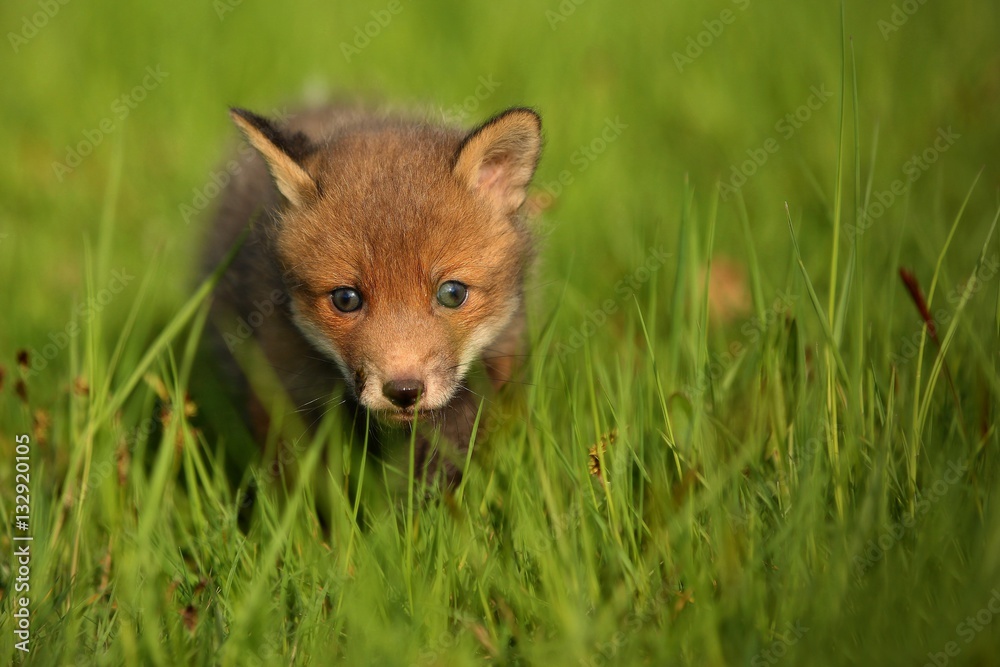 Red fox baby crawls in the grass, captive animal in the nature habitat, red fox puppy, european forest animals