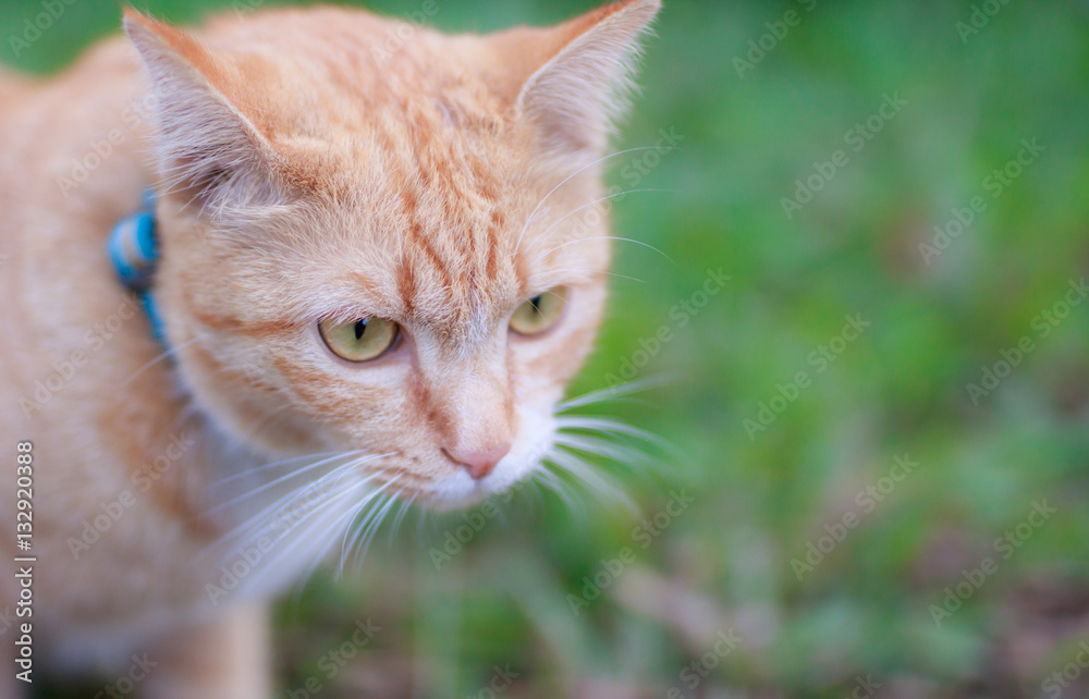 portrait of yellow cat