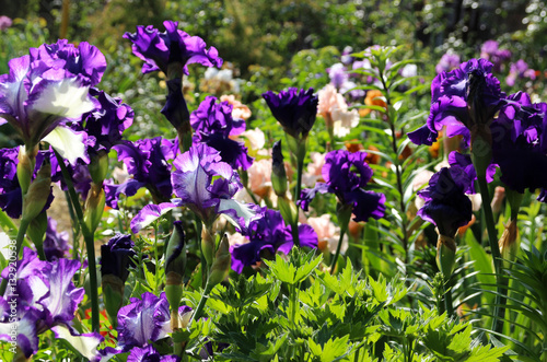 Lush flowering lilac and purple irises in a spring garden.