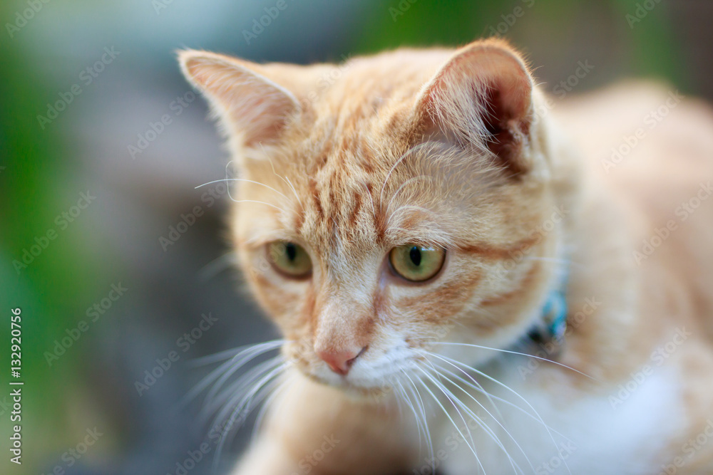 portrait of yellow cat