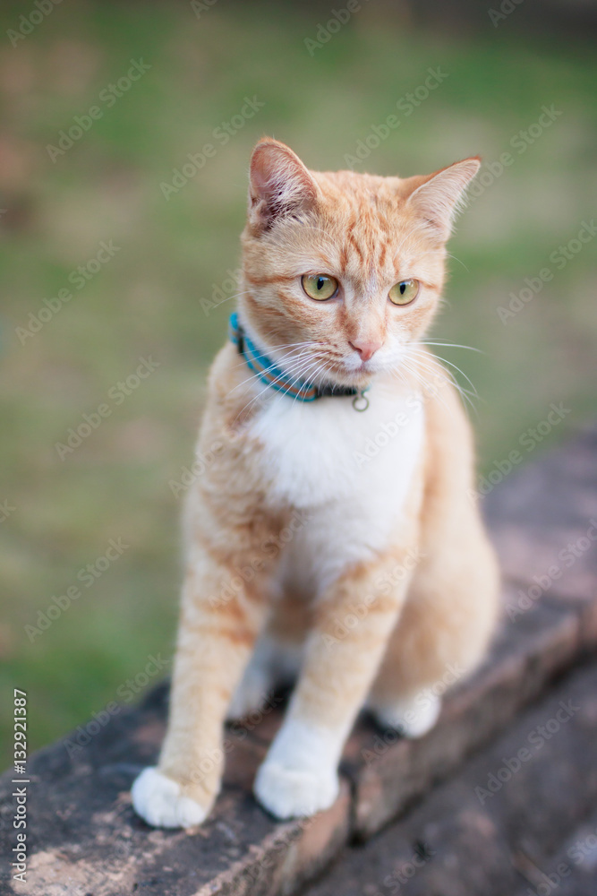 portrait of yellow cat