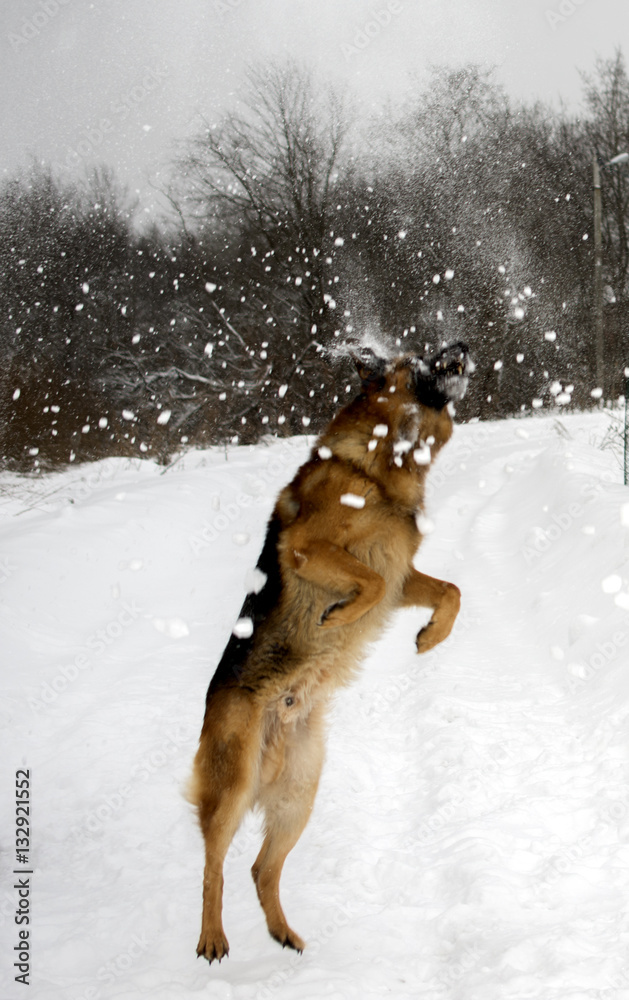 german shepherd playing in the winter german shepherd playing in the winter