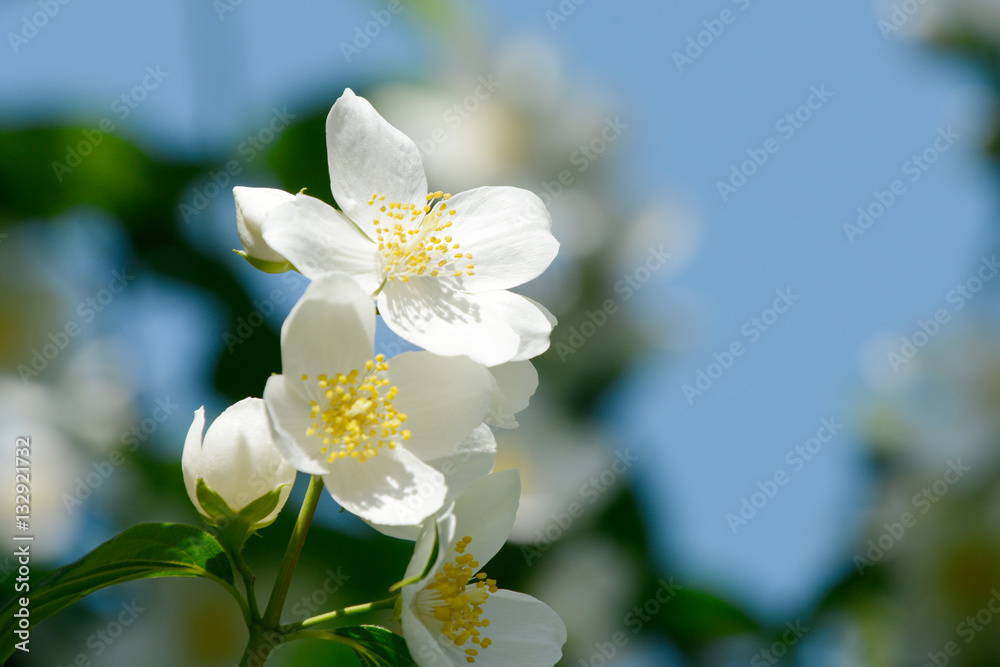 Obraz premium mock orange in front of blue sky