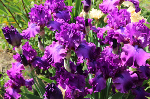 Fototapeta Naklejka Na Ścianę i Meble -  Lush flowering hybrid purple irises 