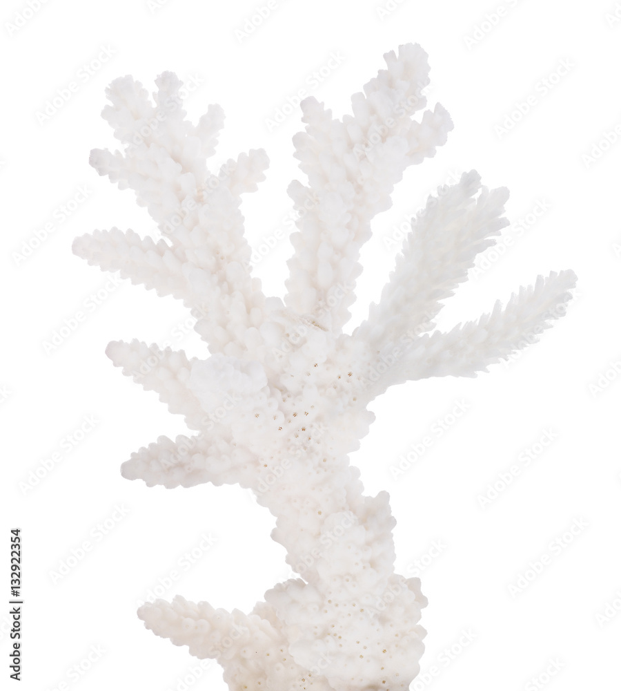 white coral isolated small branch white coral isolated small branch