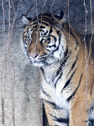 Fototapeta Naklejka Na Ścianę i Meble -  portrait of a female Sumatran tiger, Panthera tigris sumatrae zoo in Jihlava