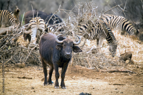 Fototapeta Naklejka Na Ścianę i Meble -  Young buffalo standing near zebra herd