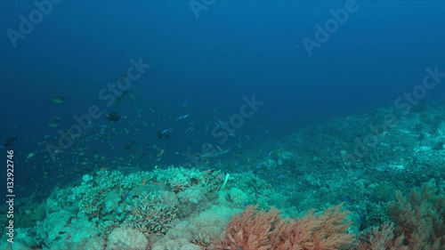Wallpaper Mural Grey reef sharks on a colorful coral reef with plenty fish. 4k footage Torontodigital.ca