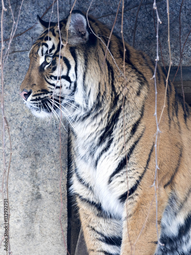 portrait of a female Sumatran tiger  Panthera tigris sumatrae zoo in Jihlava