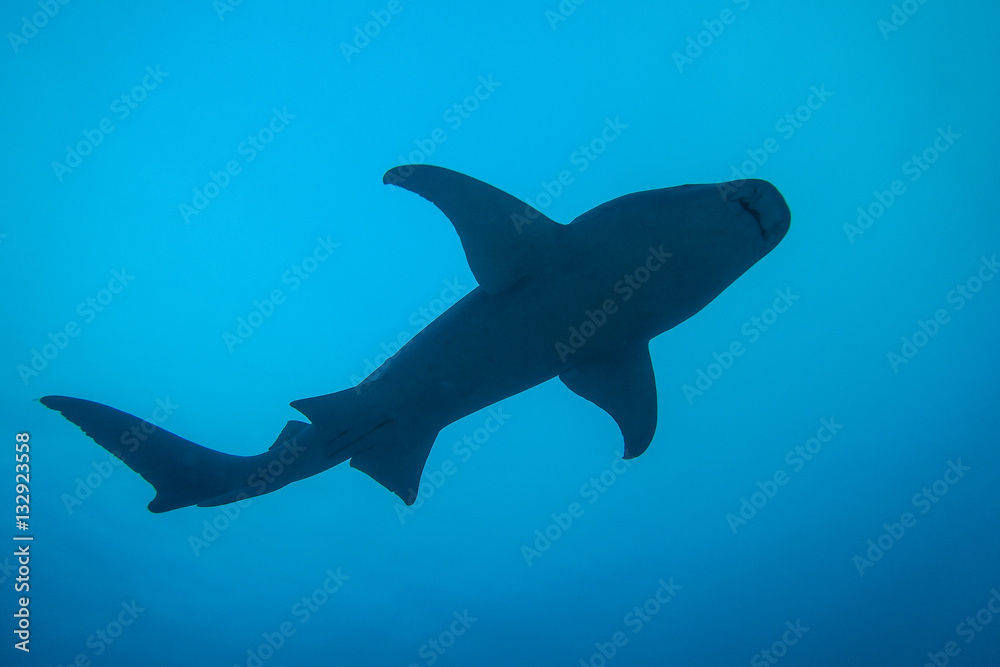 Nurse shark swimming above, Alimatha, Maldives