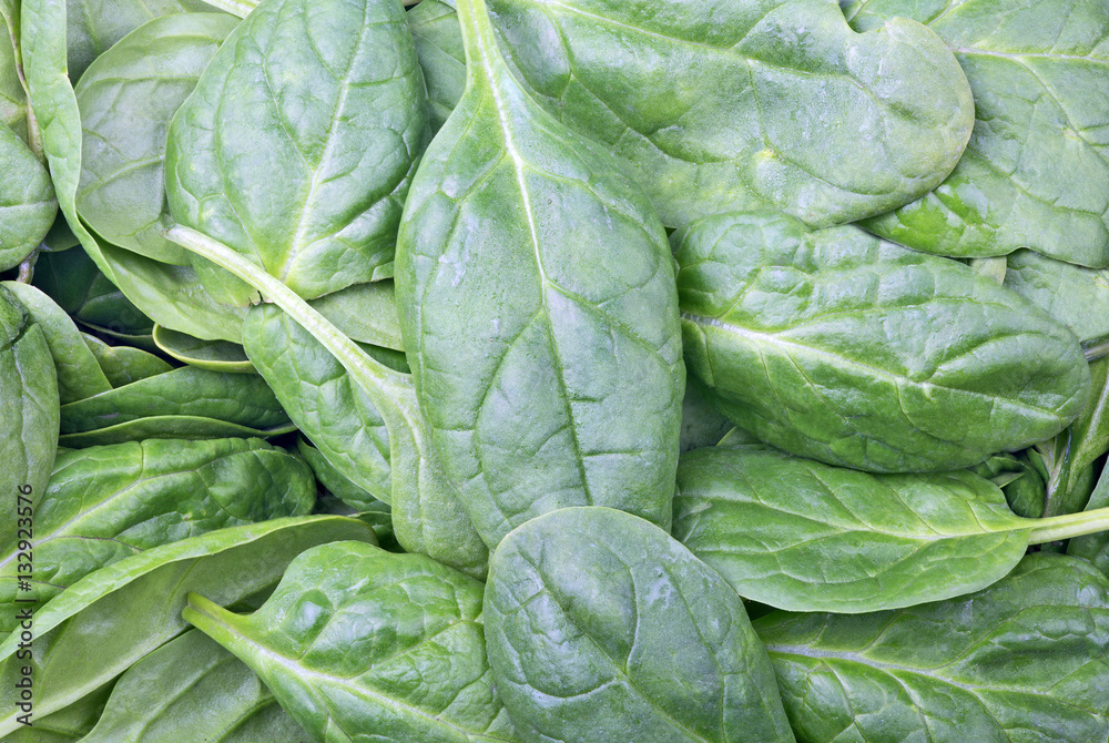 background from green spinach leaves background from green spinach leaves