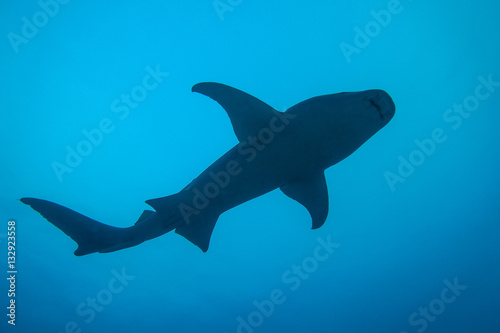 Nurse shark swimming above, Alimatha, Maldives © reneefairhurst