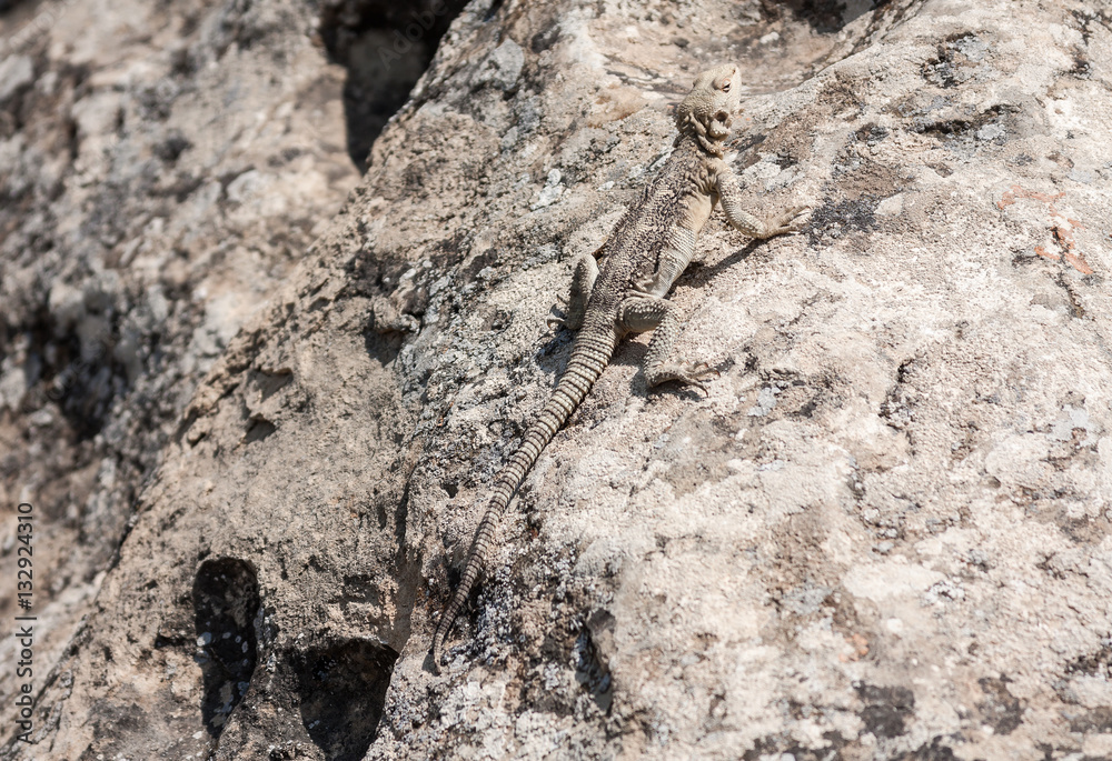 Central Asian desert monitor, in the environment in the nature reserve Central Asian desert monitor, in the environment in the nature reserve