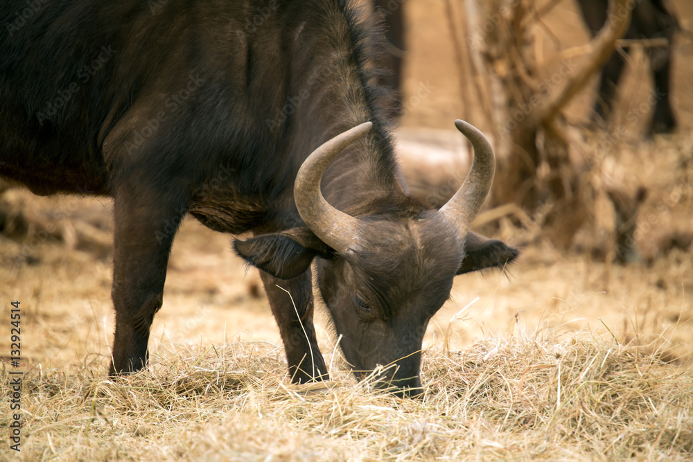 Obraz premium Young buffalo eating dry grass