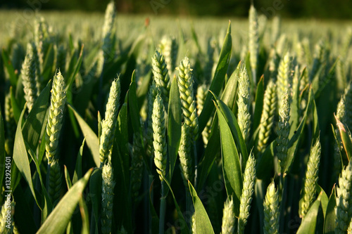 Cereal crop: spikes of wheat on a field photo