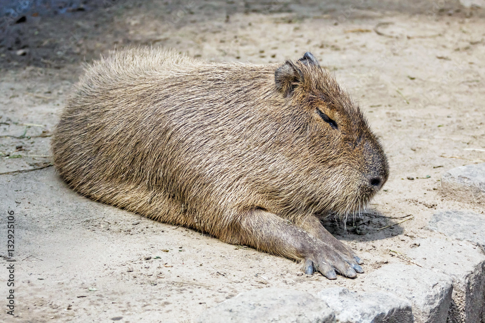 South American tapir rodent Capybara South American tapir rodent Capybara