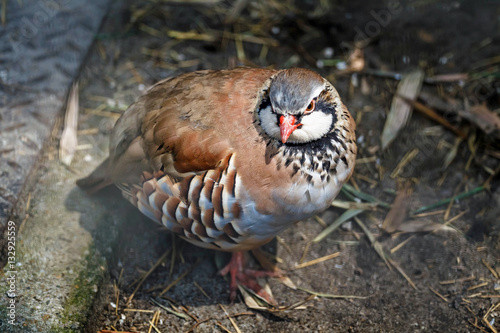 Birds of North America: Partridge photo