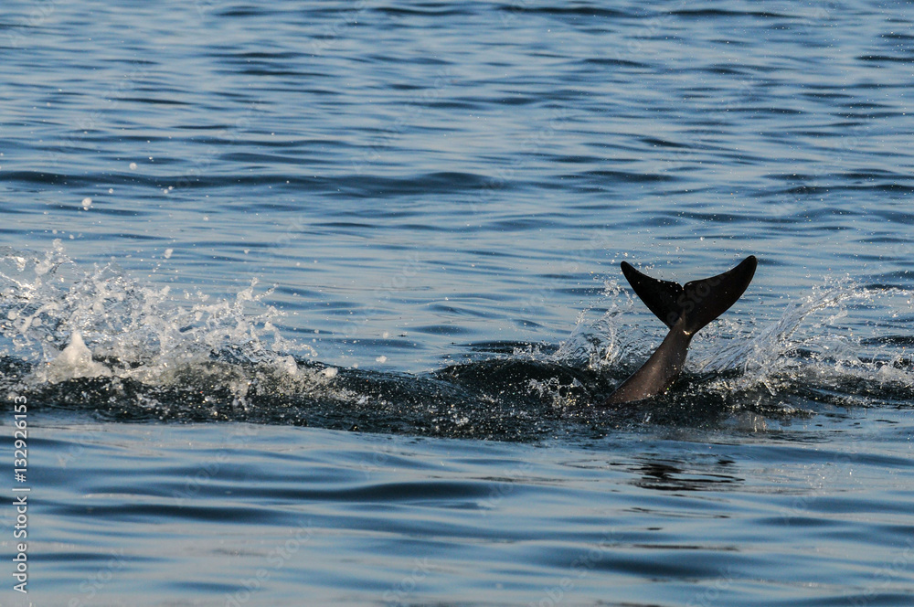 Obraz premium dolphin's tail fin
