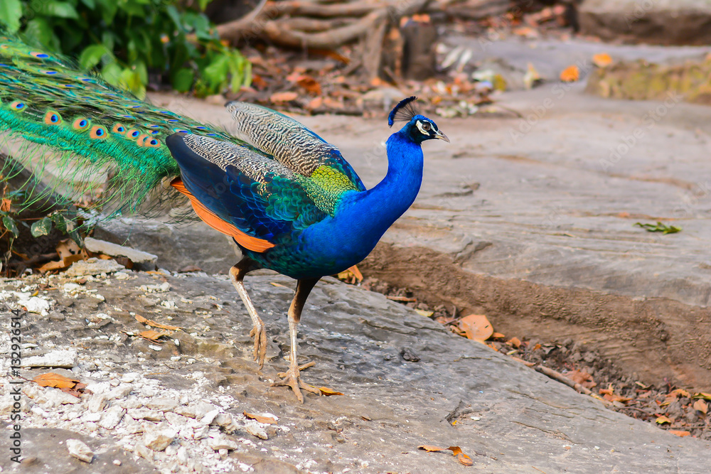 Obraz premium Peacock