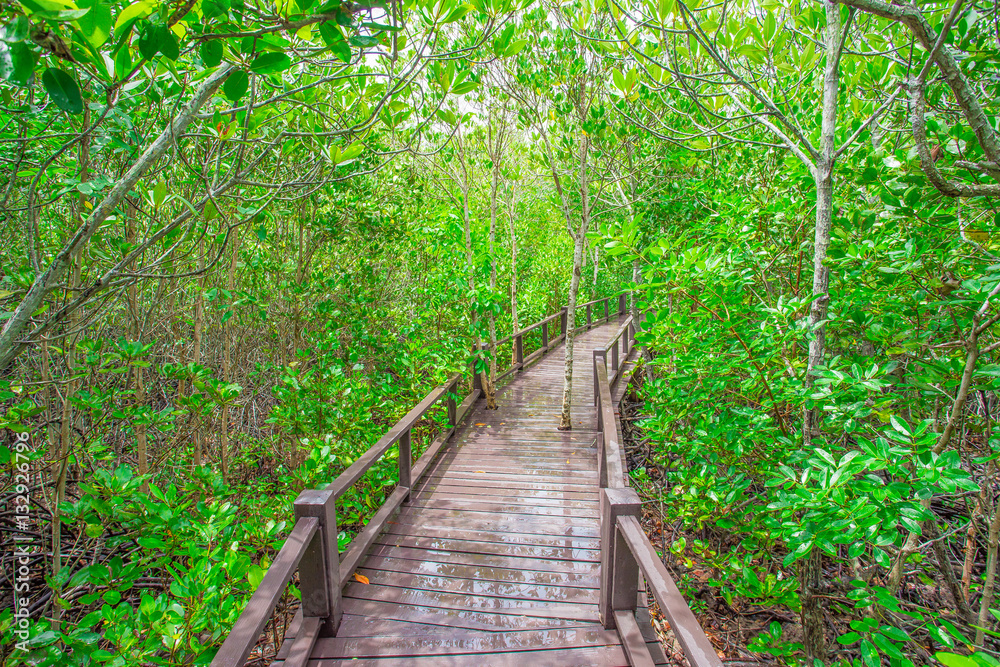 Plant, Street, Tropical Climate, Wood - Material, Boardwalk Plant, Street, Tropical Climate, Wood - Material, Boardwalk