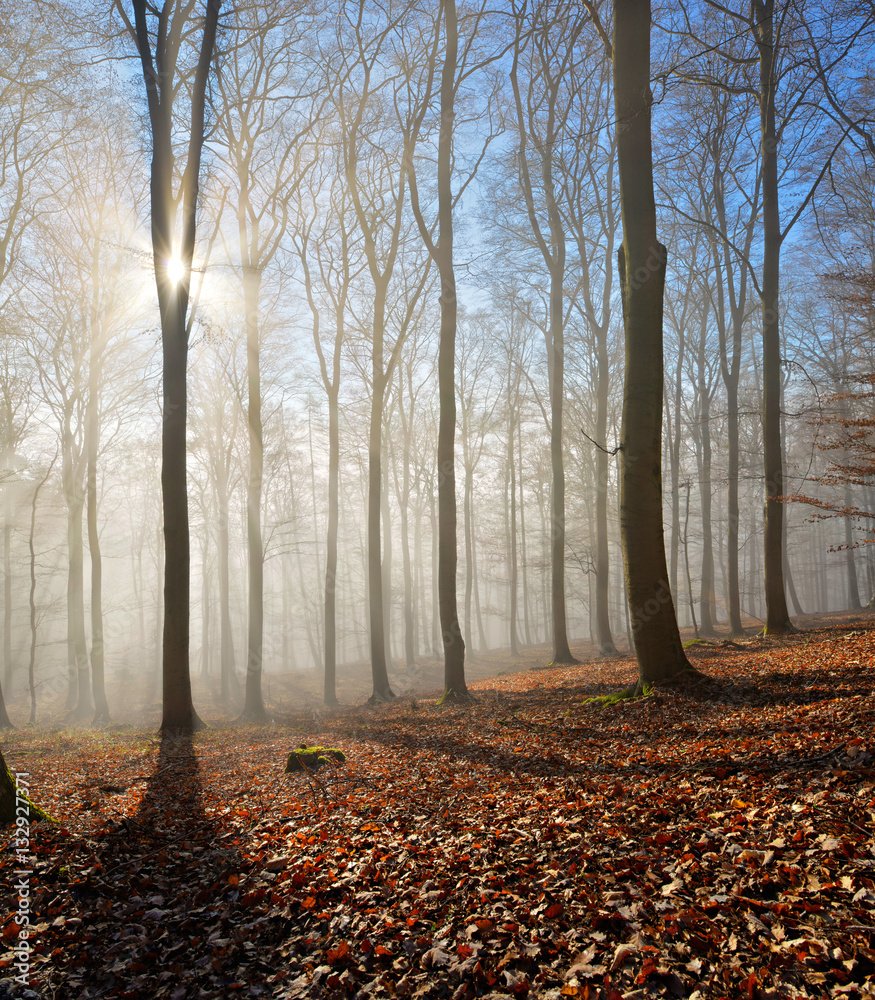 Obraz premium Kahler Buchenwald im Winter, Sonnenstrahlen dringen durch Nebel