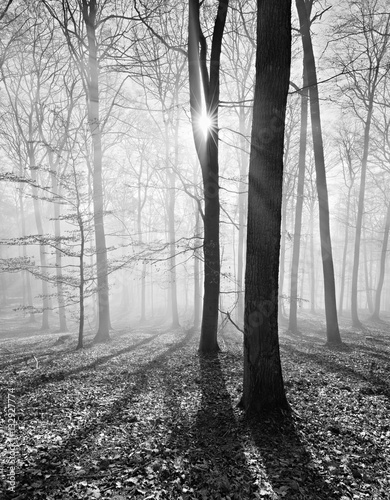Fototapeta Naklejka Na Ścianę i Meble -  Kahler Buchenwald im Winter, Sonnenstrahlen dringen durch Nebel, Schwarz-Weiß