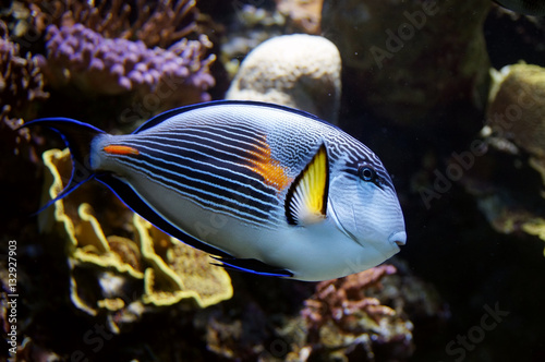 Blue parrot fish living in a coral reef © southmind
