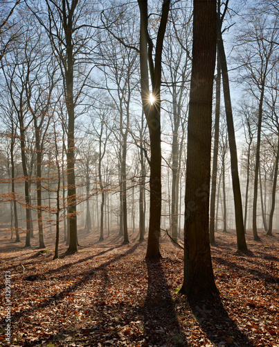 Kahler Buchenwald im Winter, Sonnenstrahlen dringen durch Nebel