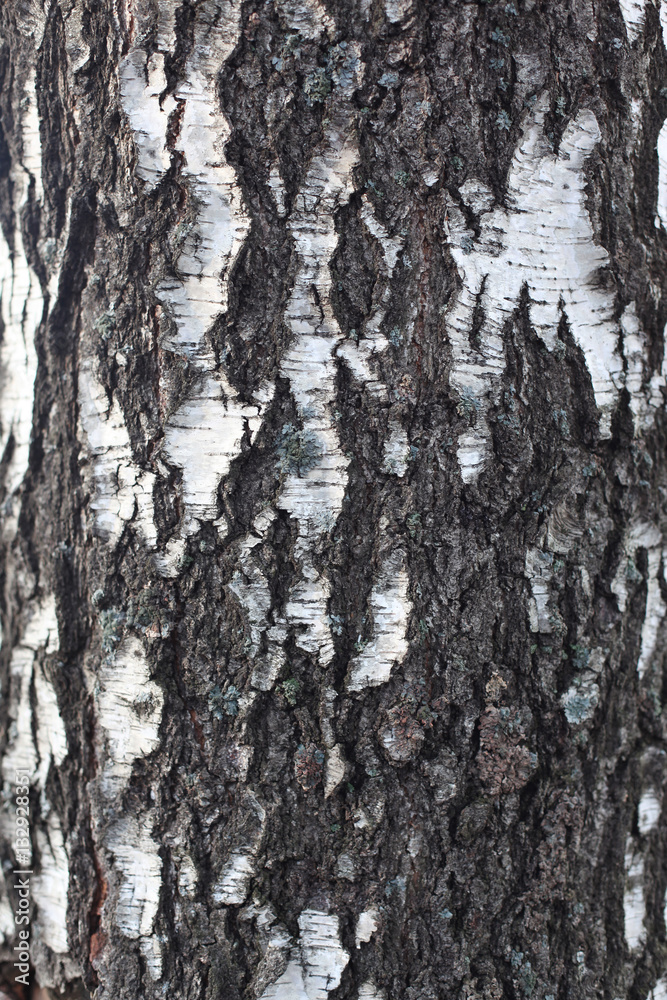Bark of birch tree texture nature background closeup Bark of birch tree texture nature background closeup