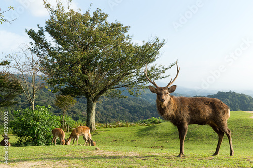Stag deer on mountain