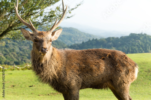 Fototapeta Naklejka Na Ścianę i Meble -  Red Stag deer