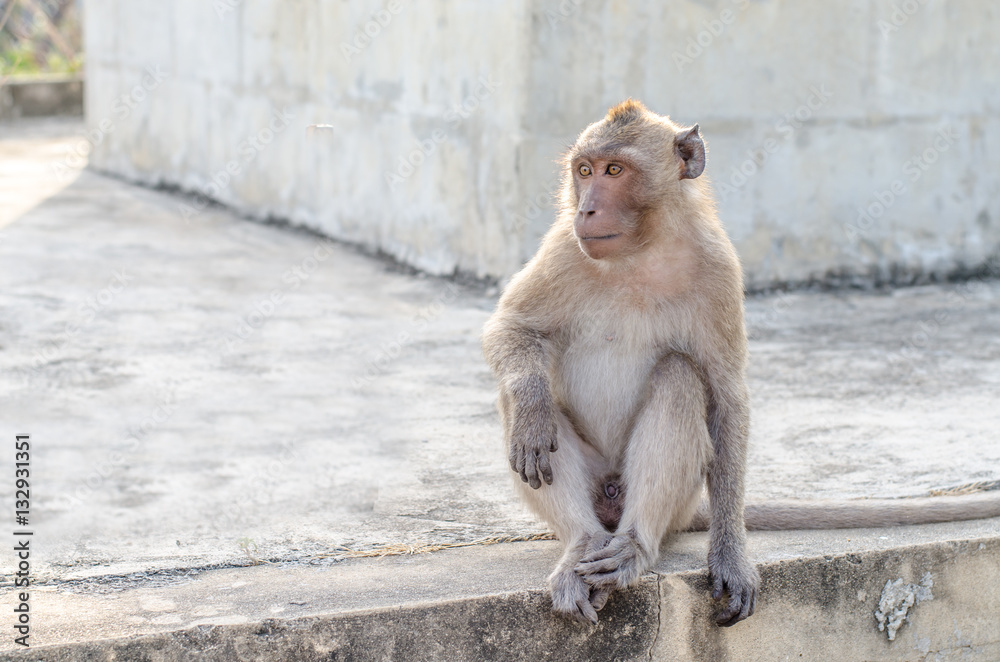 Thai monkey (Macaque) in public park ,selective focus point