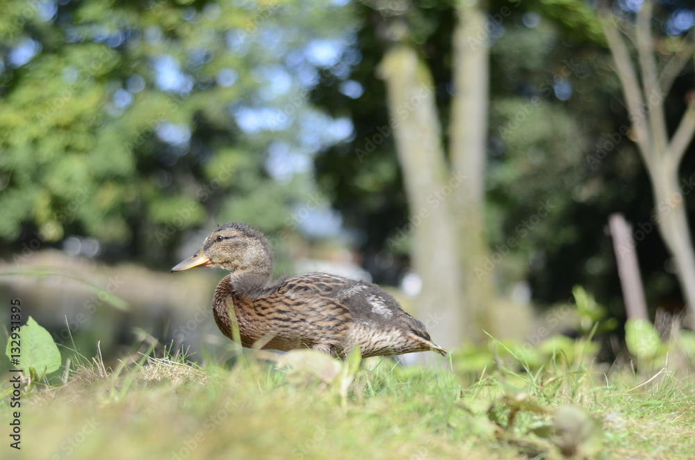 Obraz premium Ente während einer Fütterung in Stadtpark