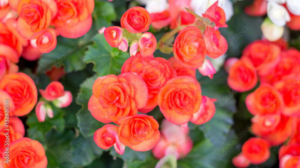 Obraz premium beautiful red begonias in the garden.