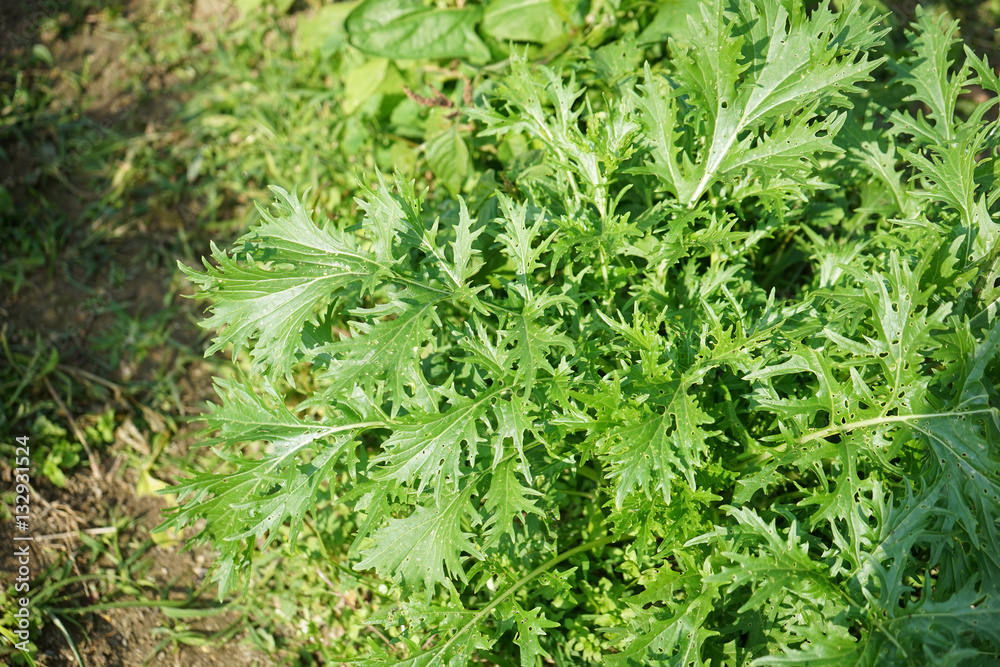 Senior woman harvesting organic vegetables in her garden Senior woman harvesting organic vegetables in her garden