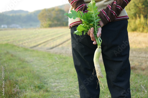 Senior woman harvesting organic vegetables in her garden