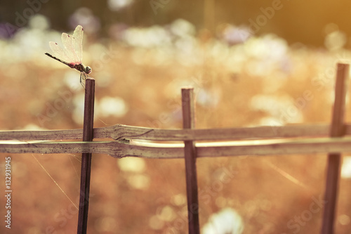 beautiful dragonfly on bamboo fence with blur cosmos flower field sunlight photo