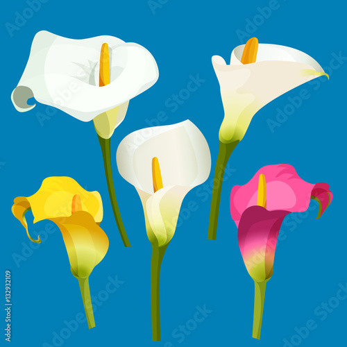 Set of calla lily in white, pink and yellow color.