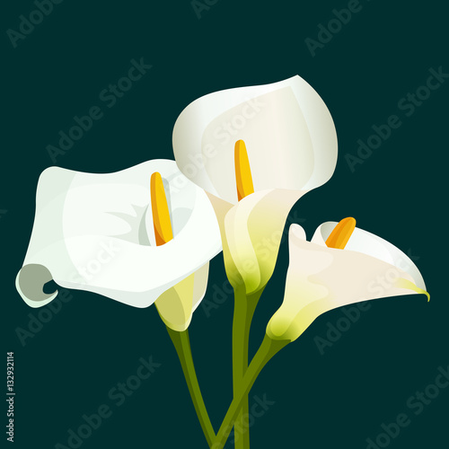Canvas Print Bouquet of white calla lilies on dark green background