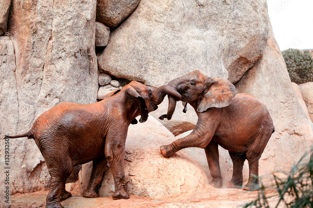 Fototapeta premium Two young African forest elephants playing at the zoo